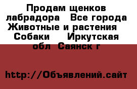 Продам щенков лабрадора - Все города Животные и растения » Собаки   . Иркутская обл.,Саянск г.